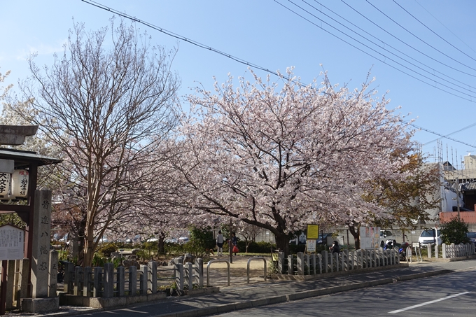 京都桜速報2019_34　No2