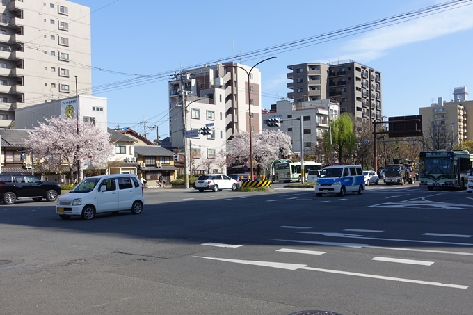 京都桜速報2019_36　No2