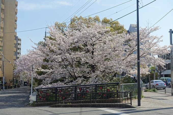 京都桜速報2019_36　No4