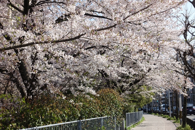 京都桜速報2019_36　No5