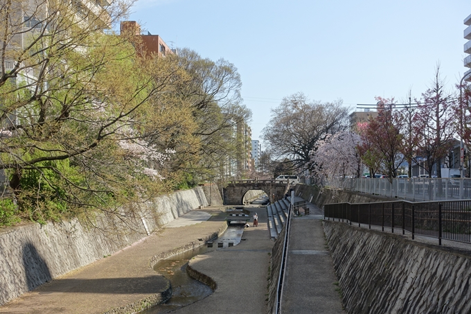 京都桜速報2019_36　No7