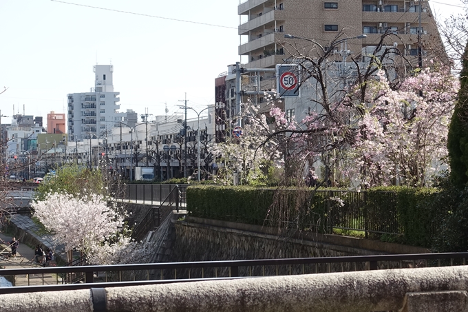 京都桜速報2019_36　No10