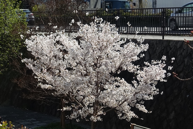 京都桜速報2019_36　No11