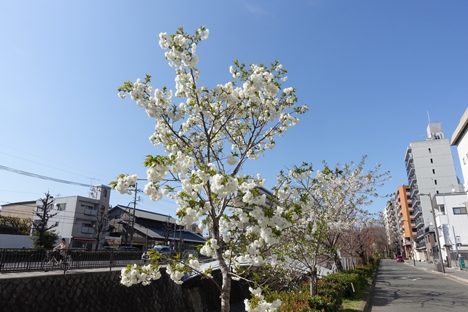 京都桜速報2019_36　No12