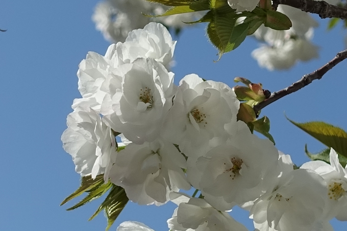 京都桜速報2019_36　No13