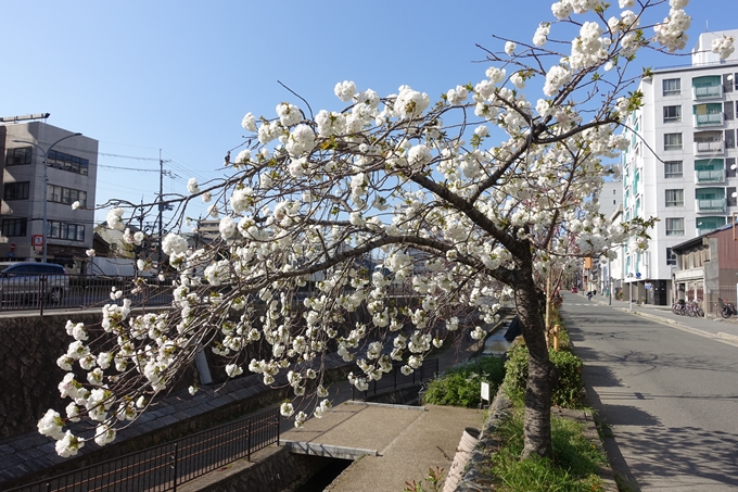 京都桜速報2019_36　No14