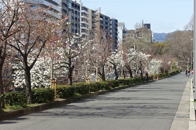 京都桜速報2019_36　No15