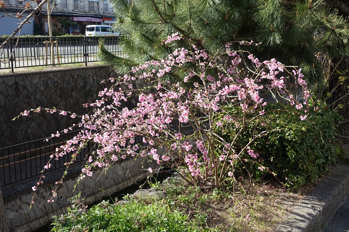 京都桜速報2019_36　No16