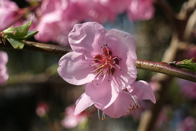 京都桜速報2019_36　No17