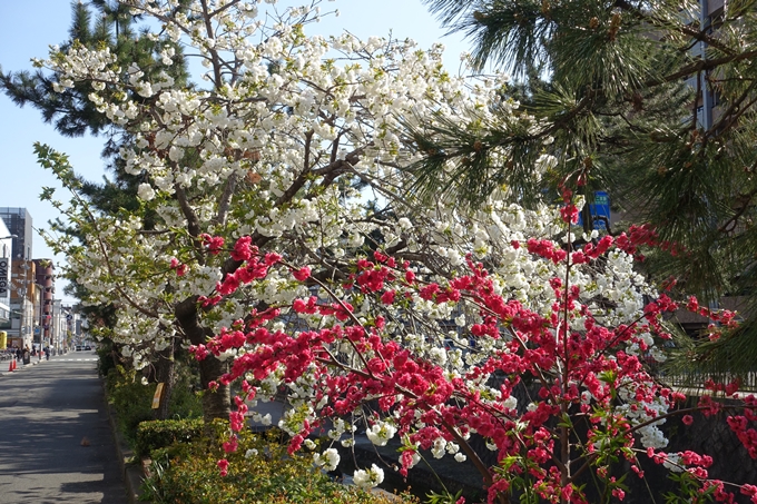 京都桜速報2019_36　No18