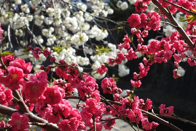 京都桜速報2019_36　No19