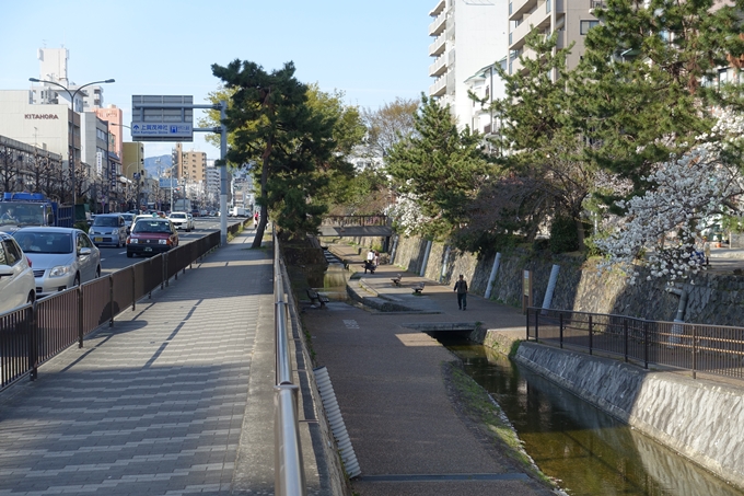 京都桜速報2019_36　No20