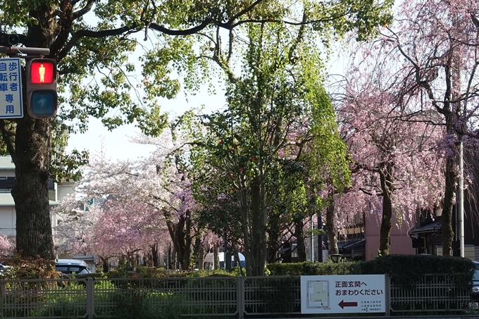 京都桜速報2019_37　No2