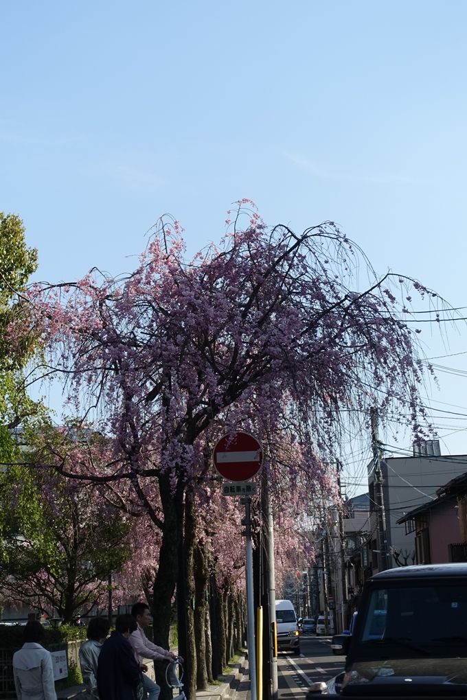 京都桜速報2019_37　No3