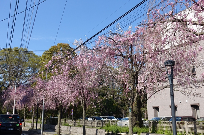 京都桜速報2019_37　No5