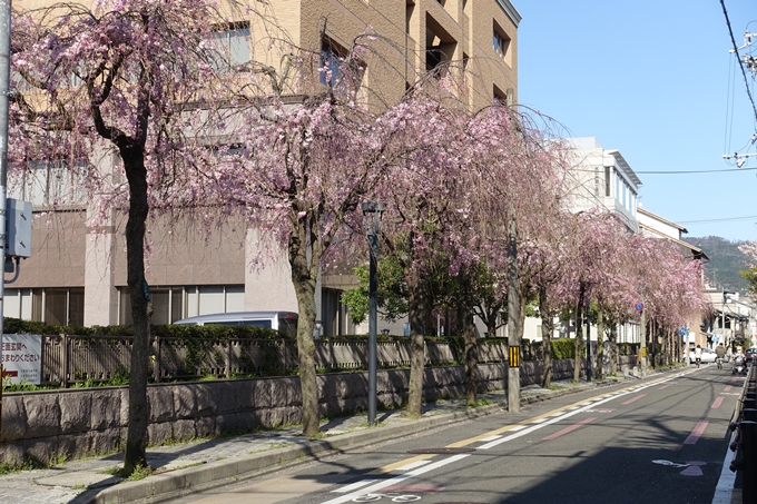 京都桜速報2019_37　No7