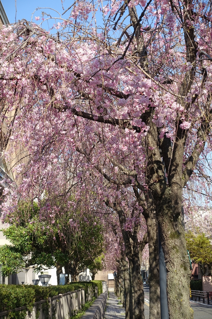 京都桜速報2019_37　No8