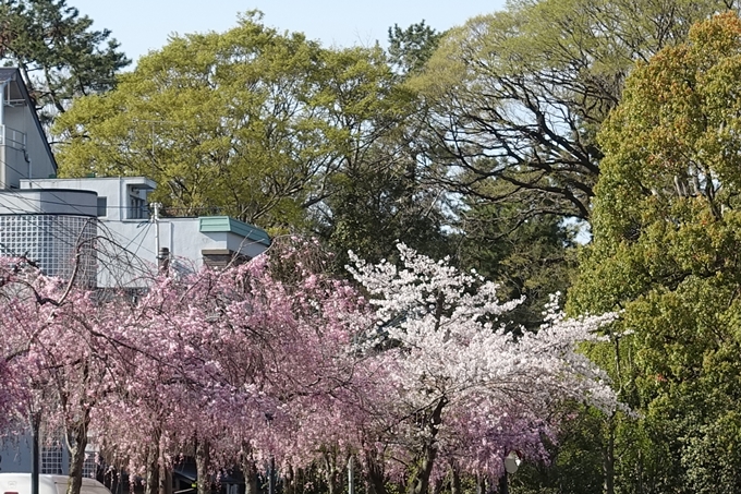 京都桜速報2019_37　No9