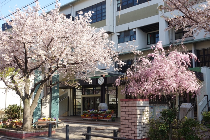 京都桜速報2019_37　No11