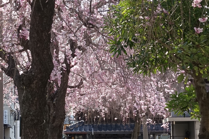 京都桜速報2019_37　No12