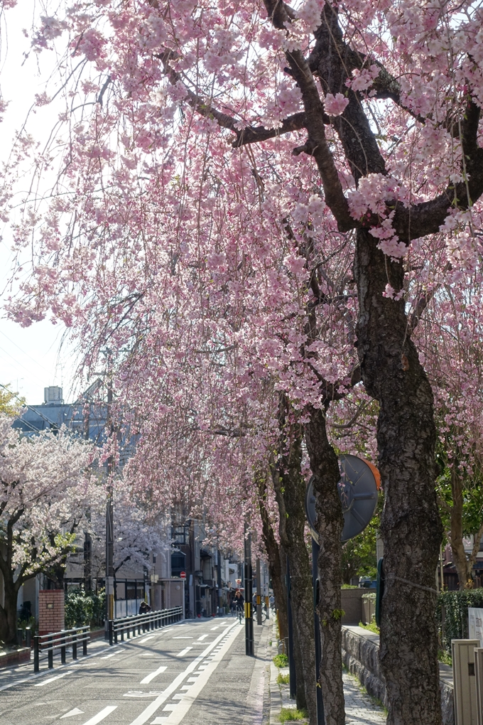 京都桜速報2019_37　No13