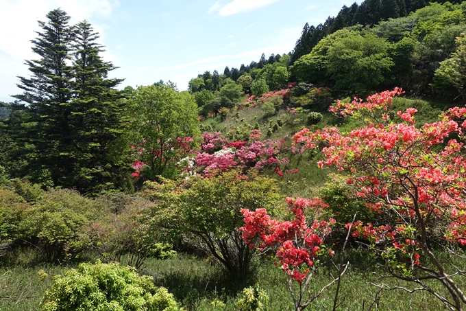 つつじが丘_比叡山　No2