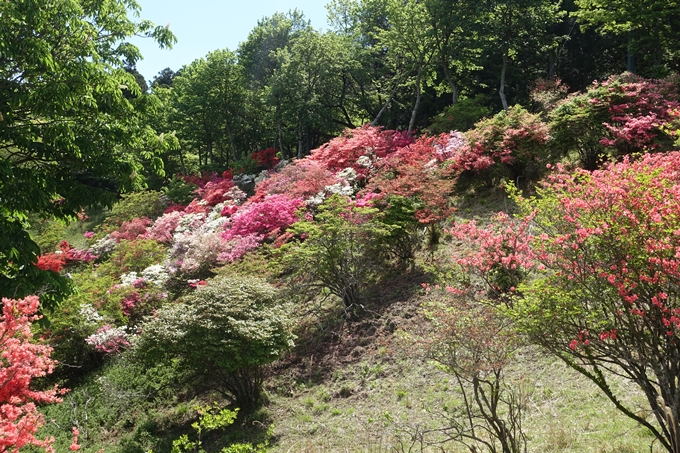 つつじが丘_比叡山　No14