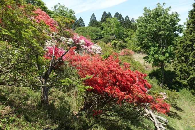 つつじが丘_比叡山　No17