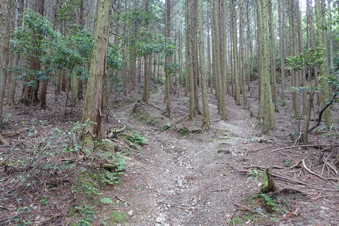 金毘羅神社・牛松山　No20