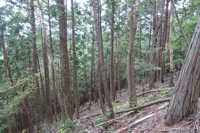 金毘羅神社・牛松山　No24