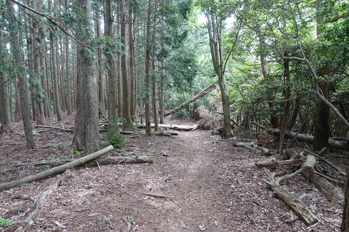 金毘羅神社・牛松山　No41