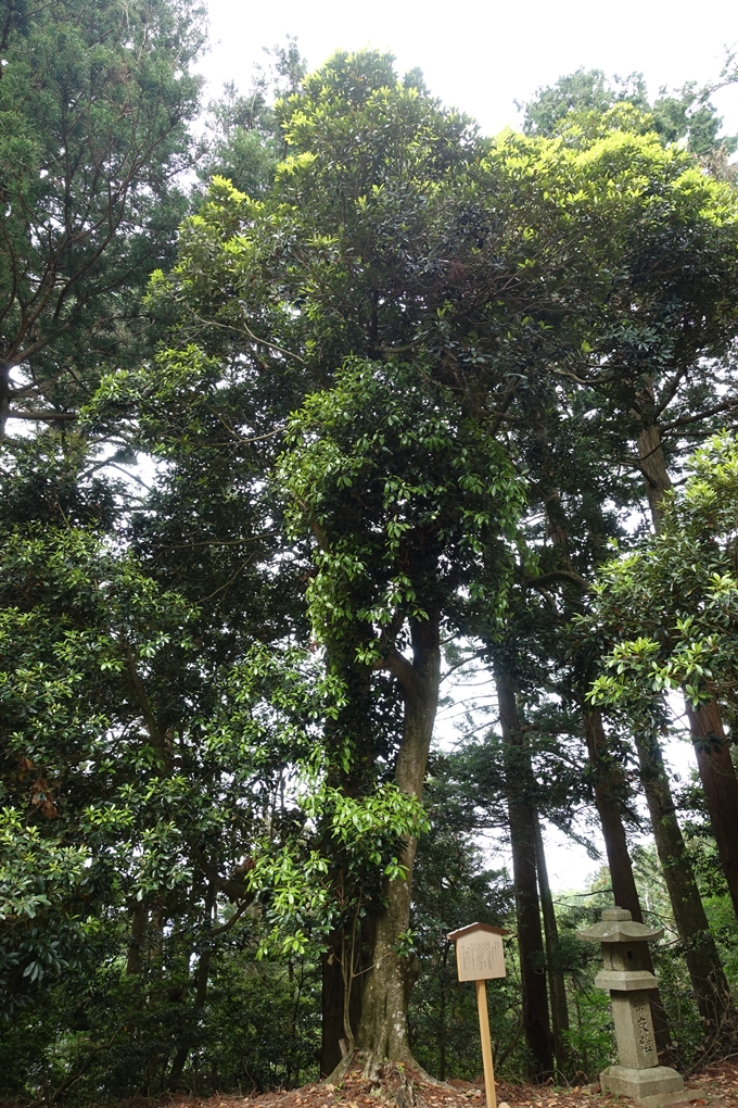 金毘羅神社・牛松山　No46