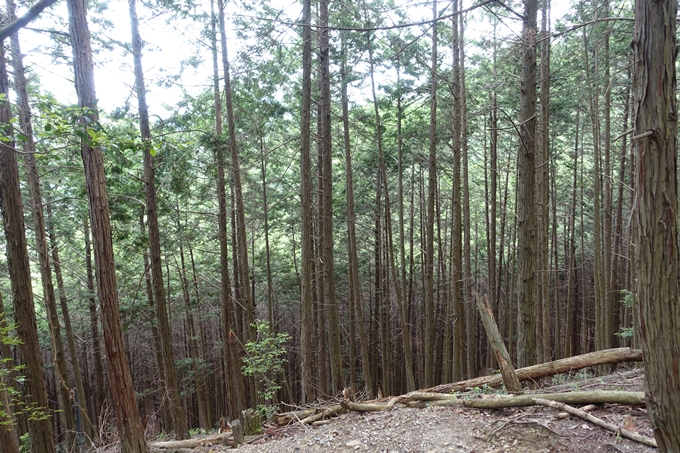 金毘羅神社・牛松山　No58