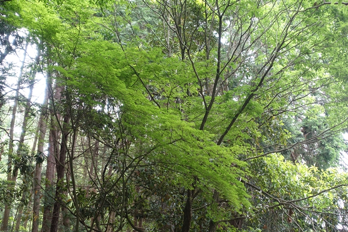 金毘羅神社・牛松山　No62