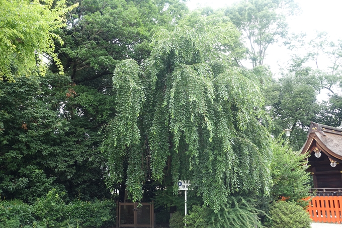 久我神社_北区紫竹　No10