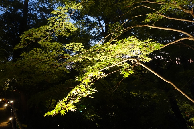 京の七夕_2019_北野天満宮　No17