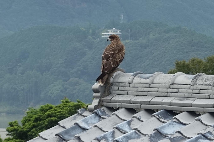 番外編_和歌山_速玉神社　No70