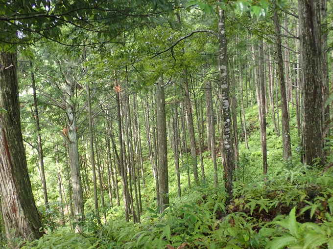 番外編_和歌山_熊野古道_伏拝王子　No45