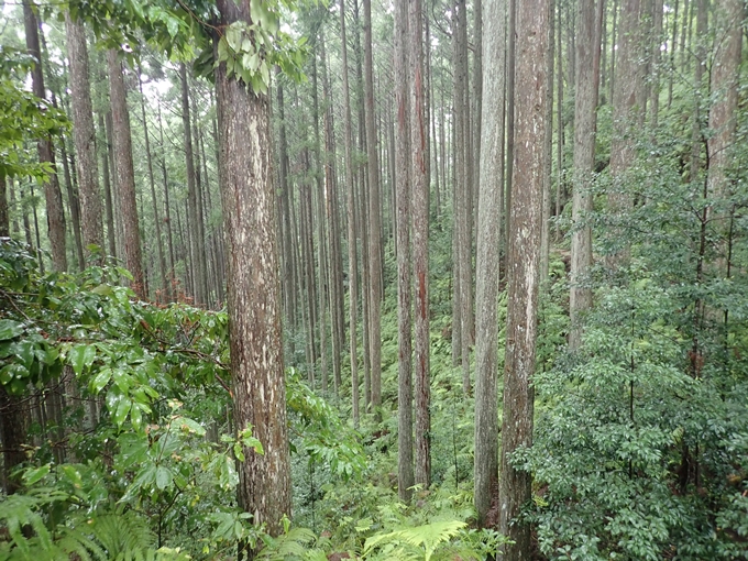 番外編_和歌山_熊野古道_伏拝王子　No57