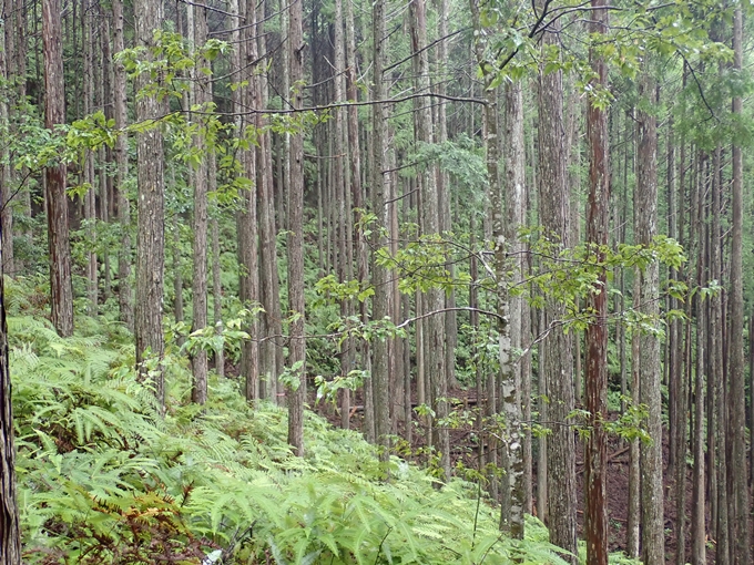 番外編_和歌山_熊野古道_伏拝王子　No58