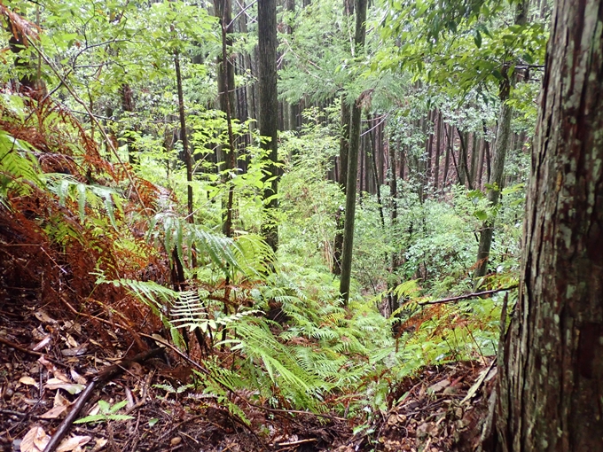 番外編_和歌山_熊野古道_伏拝王子　No59