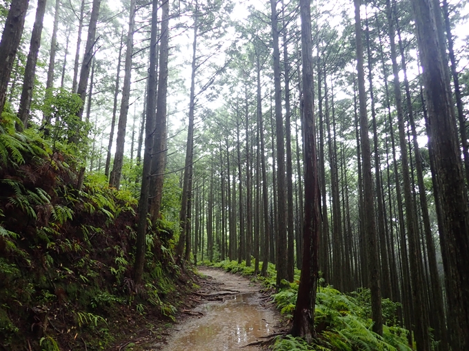 番外編_和歌山_熊野古道_伏拝王子　No62