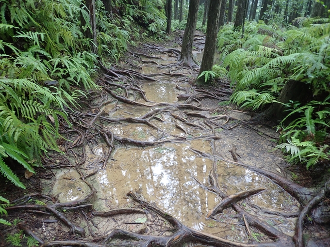 番外編_和歌山_熊野古道_伏拝王子　No64