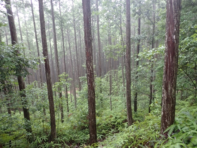 番外編_和歌山_熊野古道_伏拝王子　No72