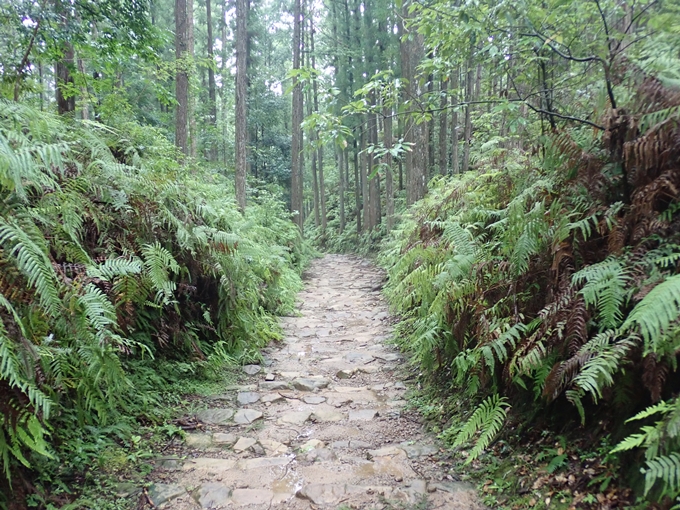 番外編_和歌山_熊野古道_伏拝王子　No75