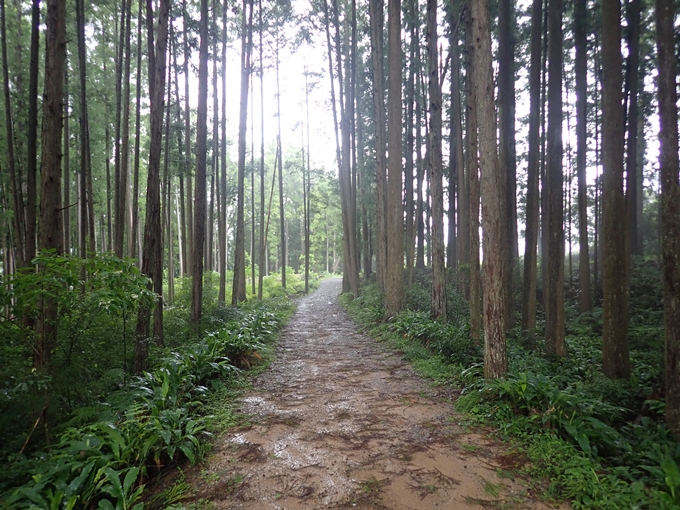 番外編_和歌山_熊野古道_伏拝王子　No79