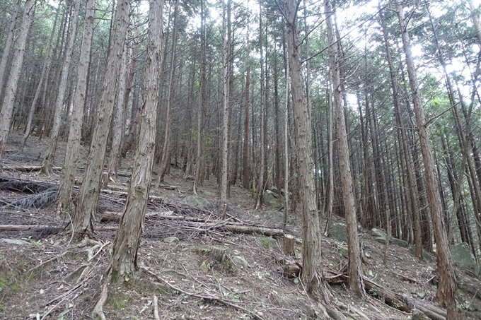 番外編_大阪_剣尾山_横尾山　No18