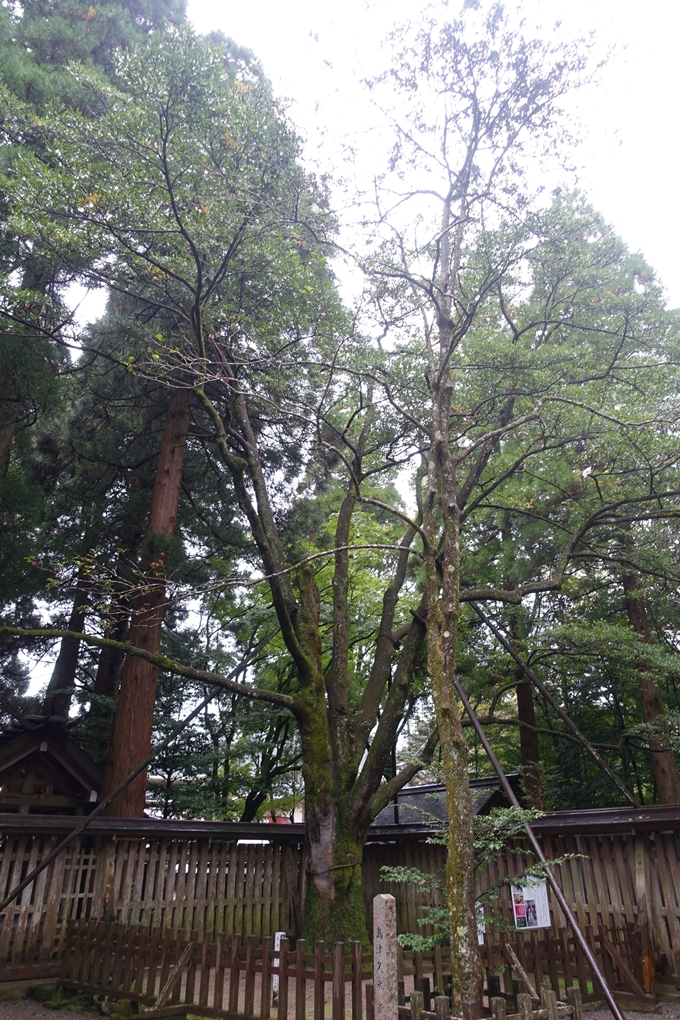 番外編_九州_宮崎県_高千穂神社_天岩戸神社　No67