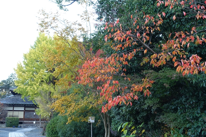 京都_紅葉情報_2019_05　岡崎別院　No3