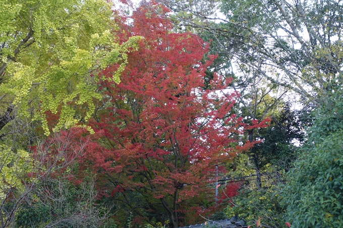 京都_紅葉情報_2019_05　岡崎別院　No4